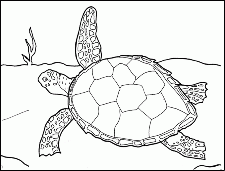 KidsCorner - Fun & Games: Coloring Book > Turtle