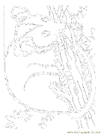 Salamander Coloring Page