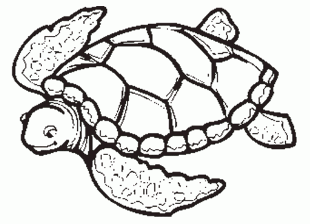 Turtle Color Pages | Animal Coloring pages | Printable Coloring Pages