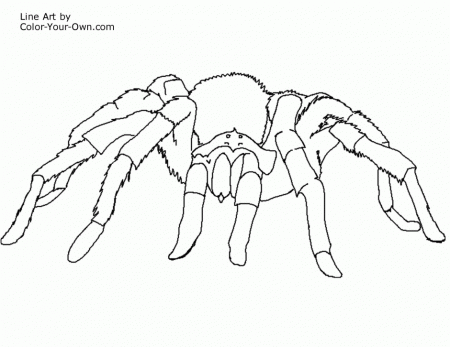 New Free Printable Coloring Pages Electric Eel Tarantula Spider 