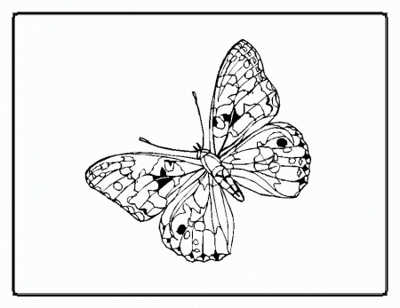 Butterfly Coloring Pages 47 260025 High Definition Wallpapers 