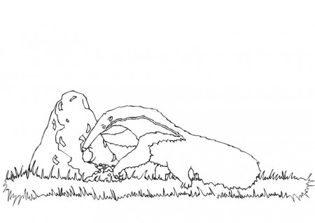Coloring page anteater foraging - img 9440.
