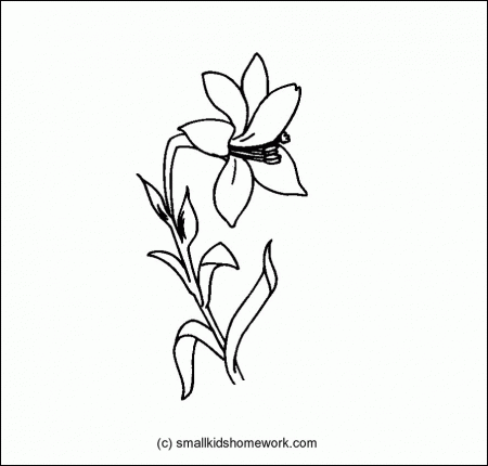 Lily Flower Drawing Outline Background 1 HD Wallpapers | aduphoto.