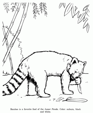Animal Drawings Coloring Pages | Lesser Panda Bear animal 