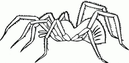 Spider-Coloring-Pages-Kids-1024×1008 | COLORING WS
