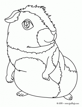 El arte de enseñar: Colorear chinchilla