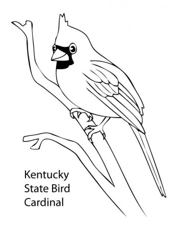 coloring pages cardinal bird | Coloring Pages For Kids