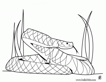 Rattle Snake Coloring Pages | 99coloring.com