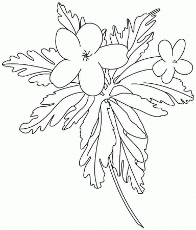buttercup flowers Colouring Pages (page 2)