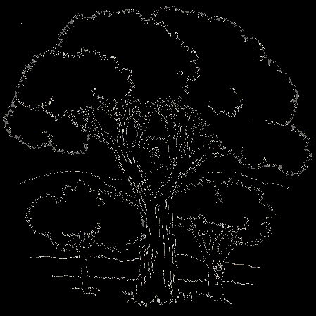 4 trees Colouring Pages