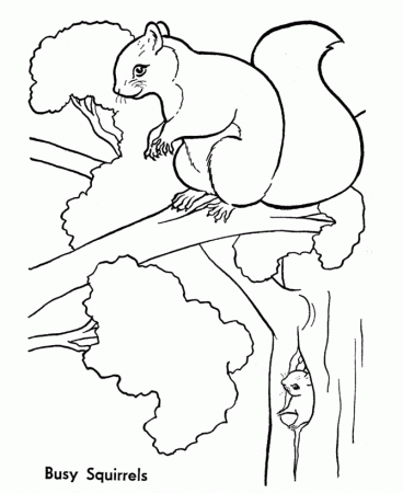 wild animal coloring pages tree squirrels page and kids