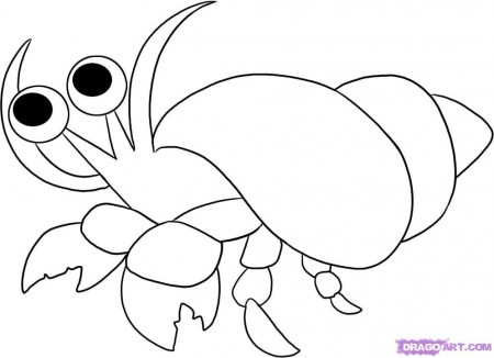 How to Draw a Hermit Crab, Step by Step, Sea animals, Animals 