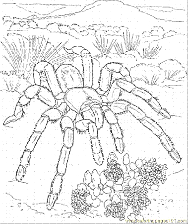 Coloring Pages Tarantula 2 (Animals > Arachnids) - free printable 
