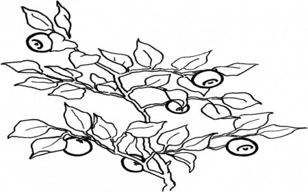 Sweet Fruit And Berries Coloring Pages Fruit And Berries Kids High 