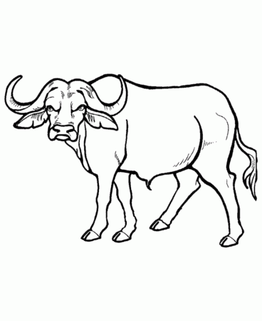 Wild Animal Coloring Pages | African Buffalo Coloring Page and 