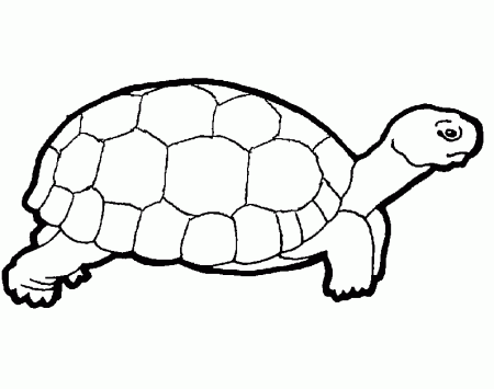 Turtle Coloring in Pages | Turtle Coloring