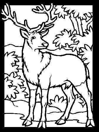 Deer Coloring Pages | Coloring Pages To Print