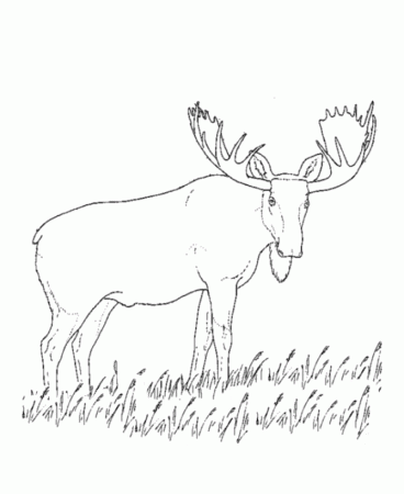 Wild Animal Coloring Pages | Grazing moose Coloring Page and Kids 