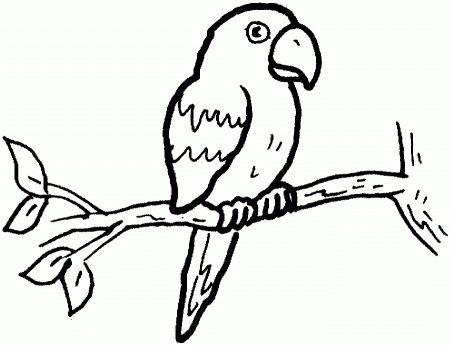 a Conure Colouring Pages
