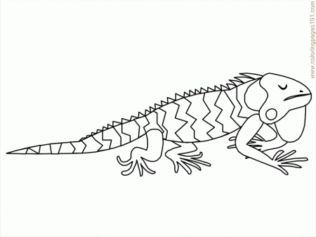printable coloring page mexican iguana countries mexico