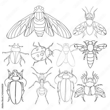 flies, dragonflies, beetles, book coloring pages Stock Vector | Adobe Stock