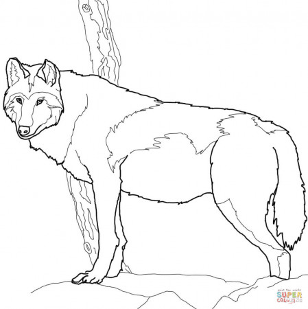 Canadian Timber Wolf coloring page | Free Printable Coloring Pages