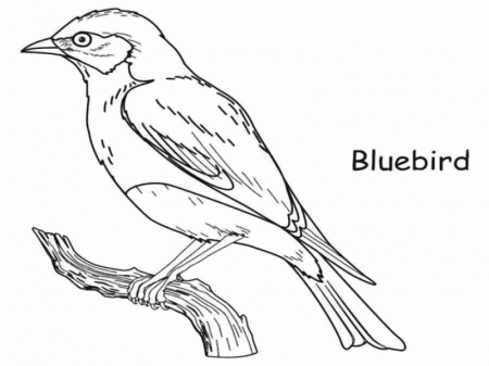 Coloring Pages Blue Bird - Clip Art Library