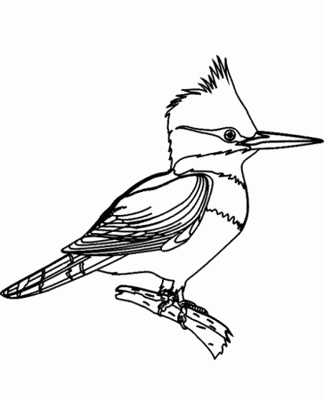Print picture of bird - Topcoloringpages.net