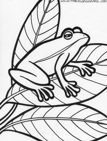 Related Frog Coloring Pages item-10248, Frog Coloring Pages Frog ...