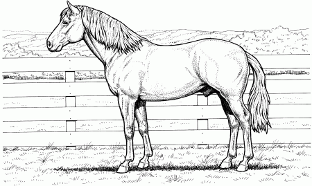 Horse Coloring Pages - Colorine.net | #21458