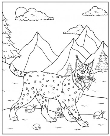 Lynx coloring page animal ...