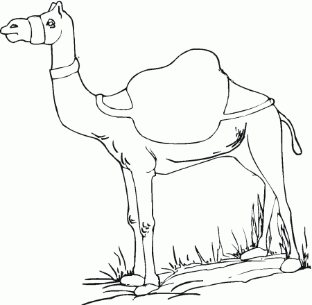 Free Printable Camel Coloring Pages For Kids