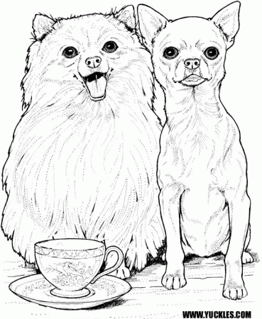 Chihuahua Coloring Page by YUCKLES!