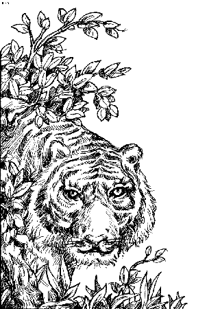 13 Pics of Zentangle Coloring Pages Tiger - Adult Animal Coloring ...
