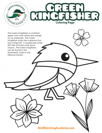 Green Kingfisher Coloring Page - Bird Watching Academy