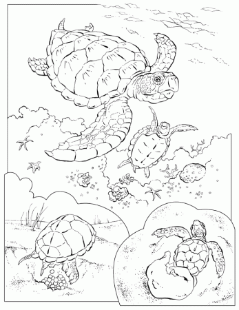 Sea Turtle coloring page - Animals Town - animals color sheet ...