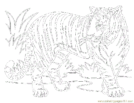 Coloring Page Bengal Tiger - High Quality Coloring Pages