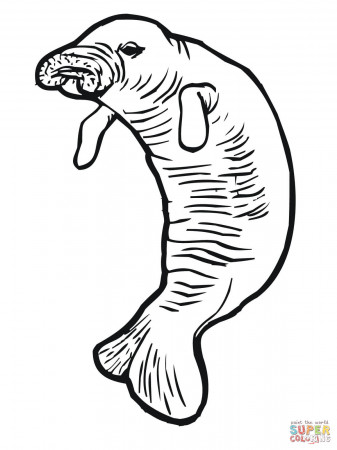Manatee or Sea Cow coloring page | Free Printable Coloring Pages