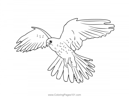 Common Kestrel The National Bird Of Belgium Coloring Page for Kids - Free  Belgium Printable Coloring Pages Online for Kids - ColoringPages101.com | Coloring  Pages for Kids