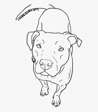 American Pit Bull Terrier Drawing Line Art - Red Nose Pitbull Drawing, HD  Png Download - kindpng