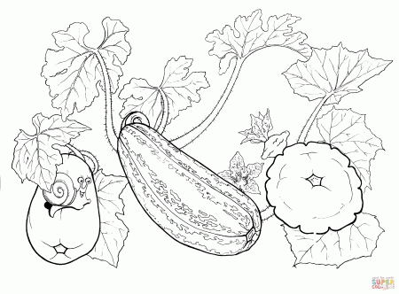 Squash coloring page | Free Printable Coloring Pages