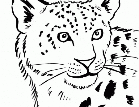 Snow Leopard Coloring Page - Samantha Bell