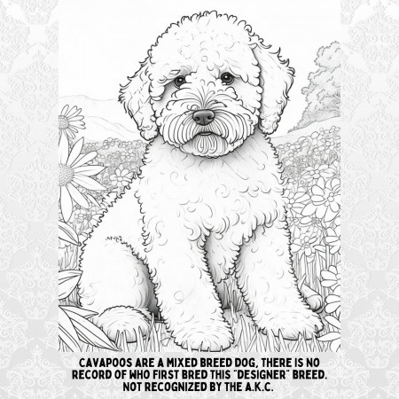 Cavapoo Coloring Book: 4 Fun-filled Pages Bonus Stickers and - Etsy