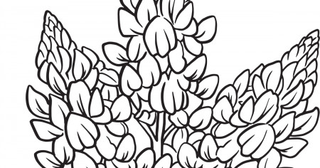 Download Our Printable Wildflower Coloring Pages - Texas Highways