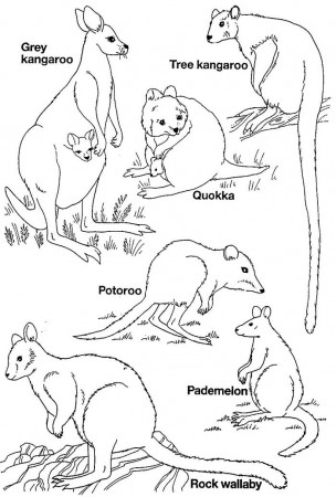 Australian Animal Template - Animal Templates