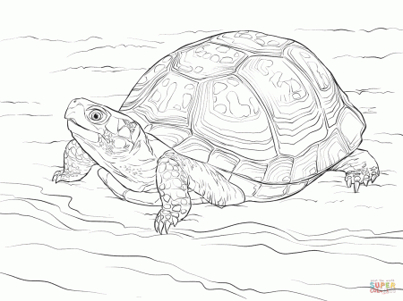 Cute Eastern Box Turtle coloring page | Free Printable Coloring Pages