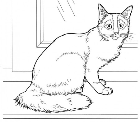 Somali Cat Coloring Page - Free Printable Coloring Pages for Kids