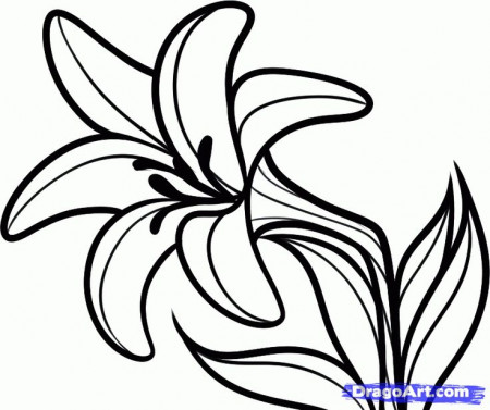 Image result for lily drawing | Easter lily, Flower coloring pages, Lilies  drawing