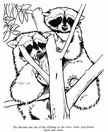 Animal Drawings Coloring Pages | Raccoon animal identification drawing and coloring  pages | HonkingDonkey