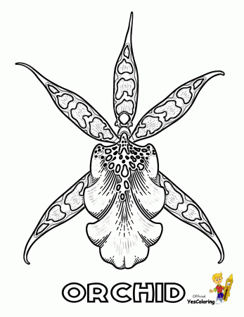 Exotic Flower Coloring Pages | Orchids | Iris Pictures | 38 Free